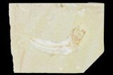 Cretaceous Fossil Fish (Gaudryella) and Ammonite - Lebanon #162815-1